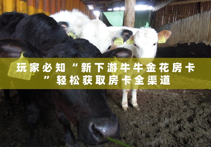 玩 家 必 知 “ 新 下 游 牛 牛 金 花 房 卡 ” 轻 松 获 取 房 卡 全 渠 道	